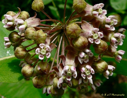 {Asclepias syriaca}